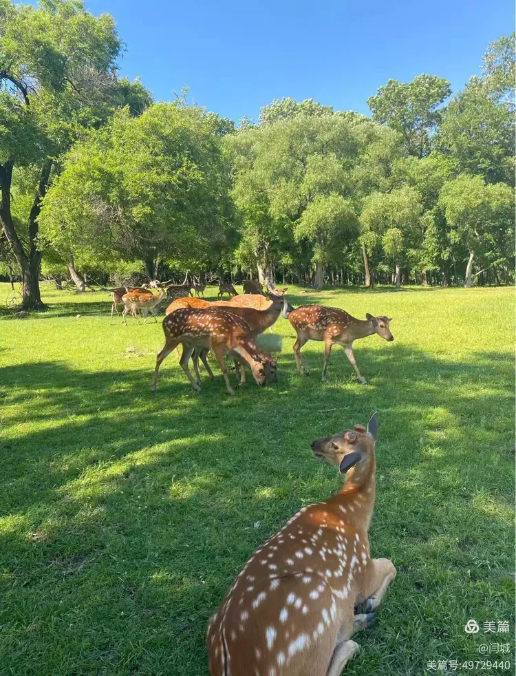 游平山皇家鹿苑